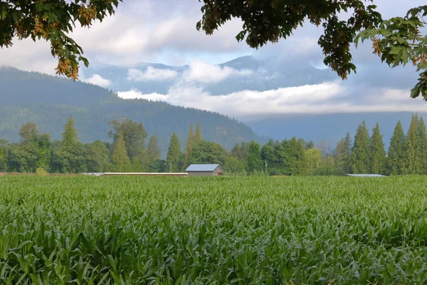 Vast Mountain Corn Field Isolated Rural Setting Surrounded Nature — Stock Photo, Image