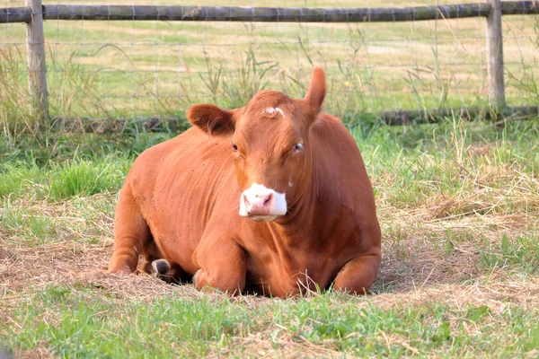 Vista Aislada Una Vaca Lechera Angus Roja Adulta Descansando Pasto — Foto de Stock