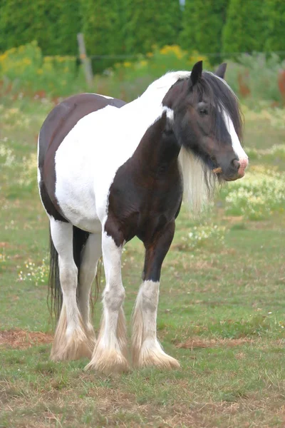 Pochodzącego Szkocji Widok Przodu Młodych Dorosłych Konia Clydesdale — Zdjęcie stockowe