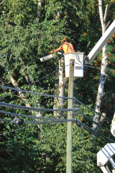 Weergave Van Een Tuinarchitect Boom Trimmer Werken Een Luchtfoto Lift — Stockfoto