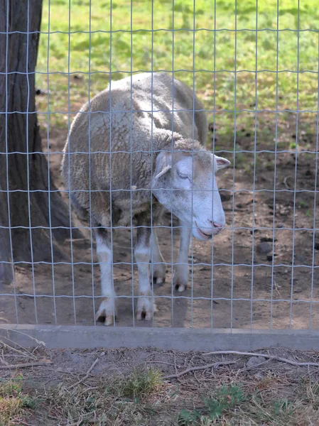Widok Pionowy Owce Stoi Cienki Drut Ogrodzenia Obudowa — Zdjęcie stockowe