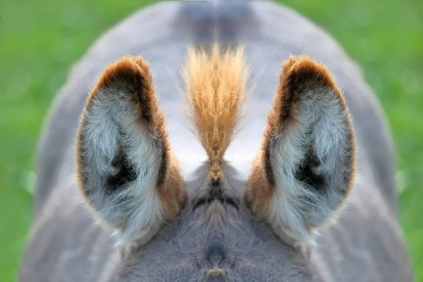 Close View Crown Top Donkey Head Strong Back Light — Stock Photo, Image
