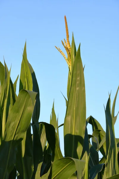 Вертикальный Вид Созревания Зеленой Кукурузы Формирование Семян Процессе Развития — стоковое фото