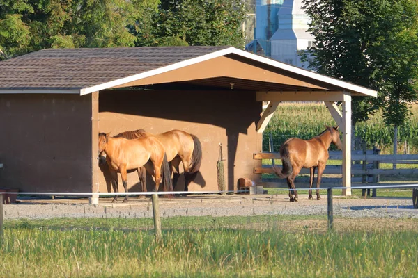 Cavalos Estão Pequeno Simples Recinto Madeira Que Fornece Abrigo Durante — Fotografia de Stock