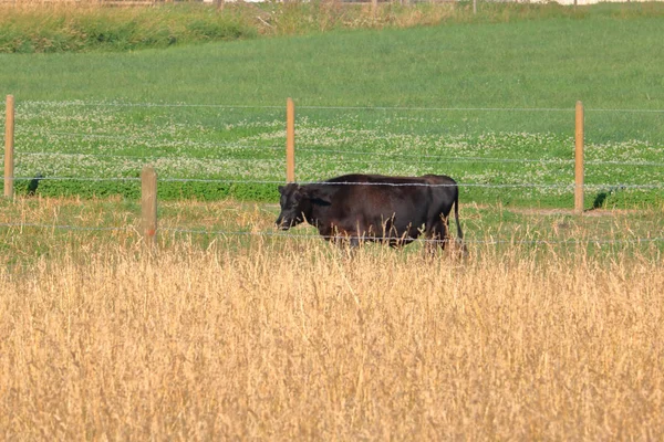 夏月の間にフェンスで囲まれた牧草地の間で彼女の方法を作る一つの黒いヘレフォード牛の完全なプロフィールを表示 — ストック写真
