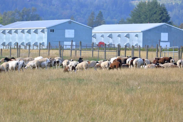 Eine Große Herde Ausgewachsener Schafe Weidet Auf Der Weide Hintergrund — Stockfoto