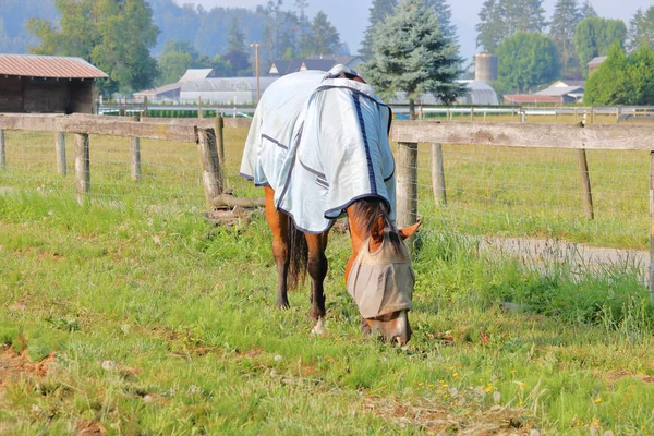 Коричневый Взрослый Конь Носит Защитное Покрытие Своего Тела Головы Защитить — стоковое фото