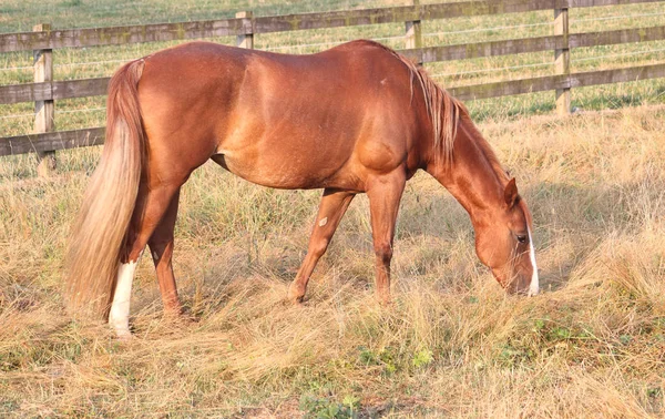 Profilo Una Cavalla Adulta Con Una Piccola Crosta Vicino Suo — Foto Stock