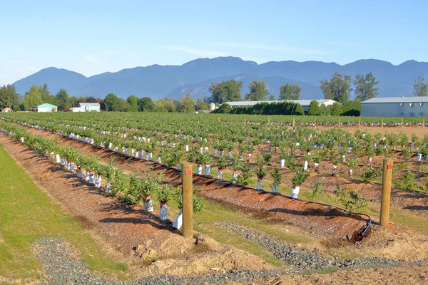 Powierzchni Rośliny Blueberry Komercyjnie Uprawiane Pobliżu Chilliwack Kanada Lipca 2018 — Zdjęcie stockowe