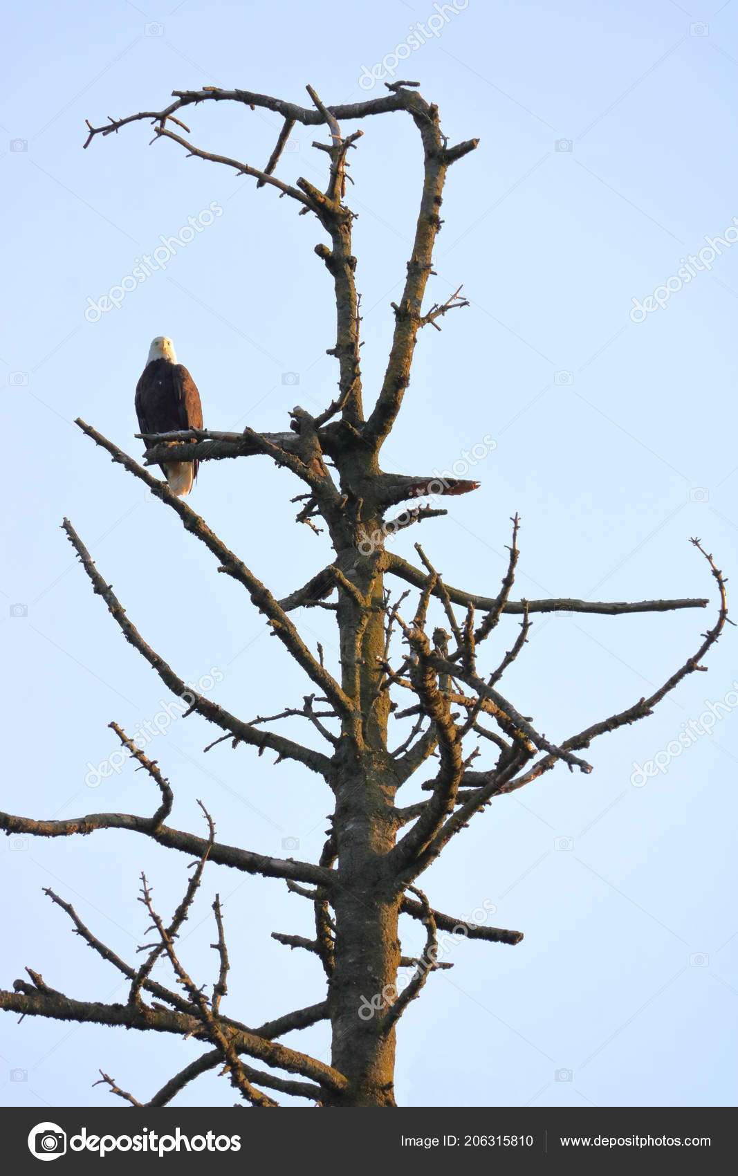 American Bald Eagle Once Extinction Perched Dead Tree Branch Its Stock