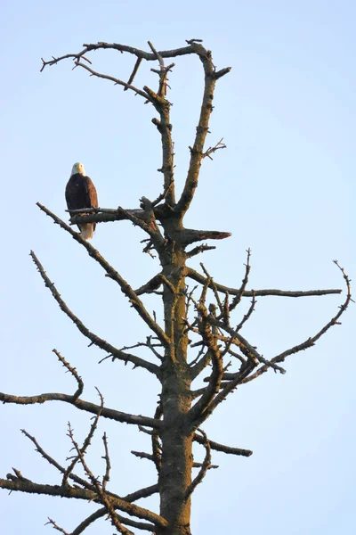 American Bald Eagle Once Extinction Perched Dead Tree Branch Its — Stock Photo, Image