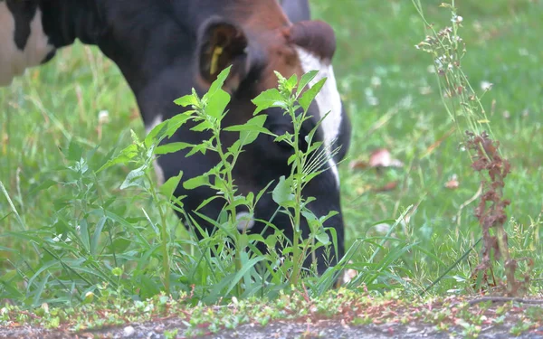 Weergave Van Een Melkkoe Begrazing Achter Wilde Onkruid Die Giftig — Stockfoto