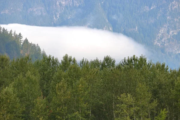 Close View Fog Bank Nestled Wilderness Area Mountainous Region — Stock Photo, Image