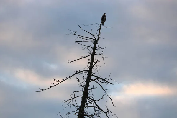 나무와 미국의 대머리 독수리의 실루엣 Starlings 아래에 그룹화와 상단에 — 스톡 사진