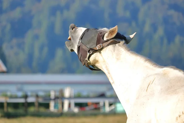 Profiel Bekijken Van Een Wit Paard Dat Hinnikt Gebalk Terwijl — Stockfoto