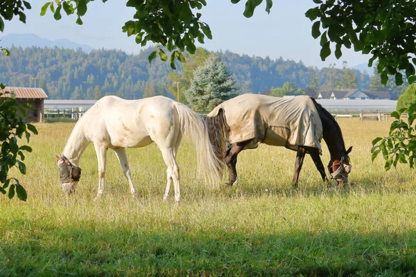 Profilbild Von Zwei Erwachsenen Pferden Die Rücken Rücken Auf Der — Stockfoto