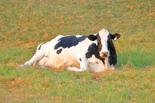 Una Giovenca Una Giovane Vacca Domestica Con Pancia Piena Riposa — Foto Stock