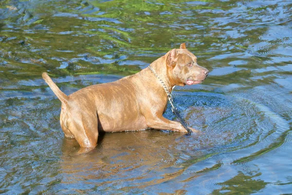 Nahaufnahme Einer Wachsamen Muskulösen Catahoula Bulldogge Die Aufmerksam Wasser Steht — Stockfoto