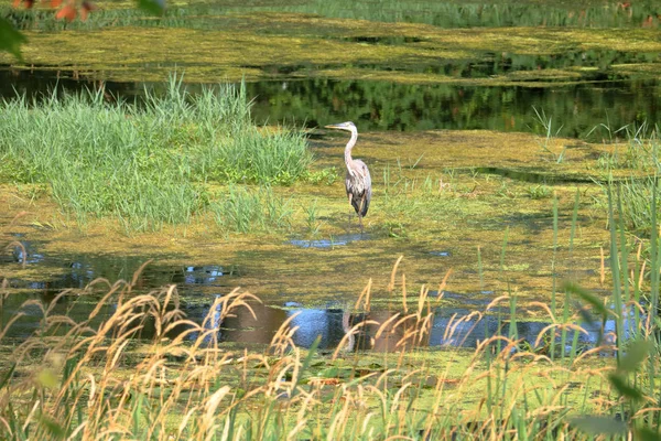 一个美丽的成年蓝鹭站在夏季沼泽与藻类和各种植物生活 — 图库照片