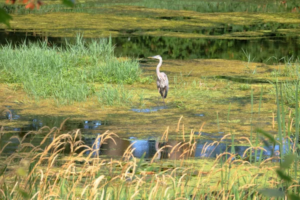 Krásná Pro Dospělé Modrá Heron Stojí Létě Bažiny Řas Různých — Stock fotografie