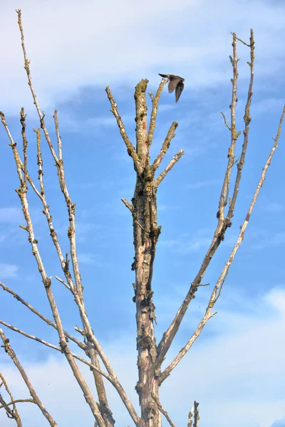 Wide Vertical View Red Tailed Hawk Taking Flight High Atop — Stock Photo, Image