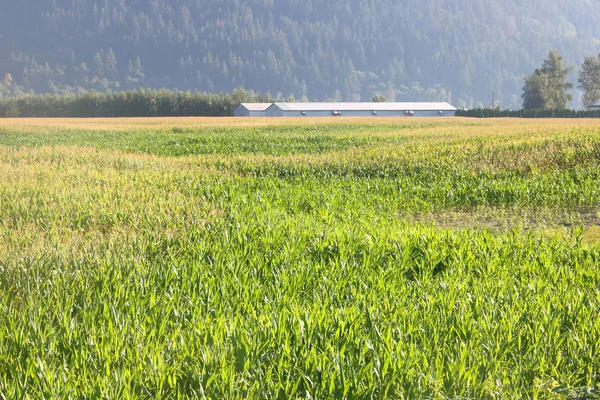 Vidöppen Majsfält Sensommaren När Gulnande Grödan Mognar Den Varma Årstiden — Stockfoto