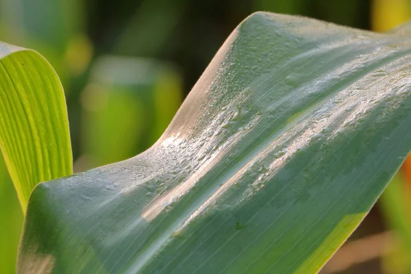 Zamknij Szczegółowy Widok Światła Krzywizny Liściu Kukurydzy Miesiącach Letnich — Zdjęcie stockowe