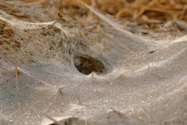 Zamknij Widok Sieci Web Spider Ziemi Wejście Spider Lair — Zdjęcie stockowe