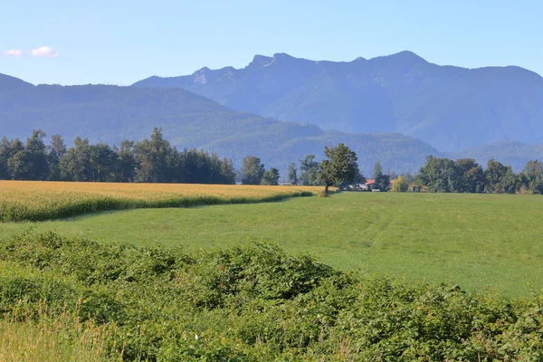 Krajobrazu Rolniczego Pobliżu Lotniska Chilliwack Kolumbia Brytyjska Kanada Gdzie Uprawa — Zdjęcie stockowe