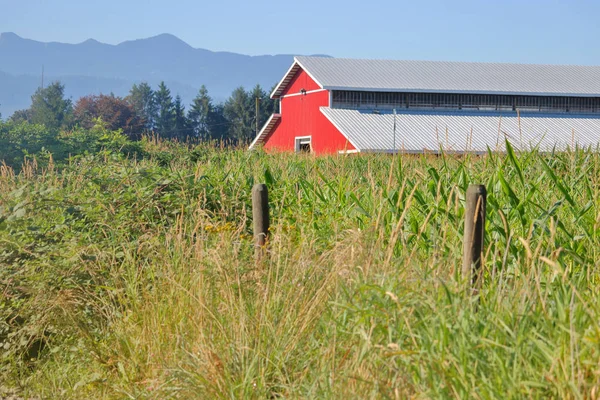 在加拿大弗雷泽河谷区和奇利瓦克市著名的甜玉米 一个大的红色谷仓被部分遮蔽了 — 图库照片