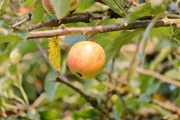 Pojedynczy Czerwony Dziki Crab Apple Dojrzewa Oddział Początkowym Okresie Jesienią — Zdjęcie stockowe