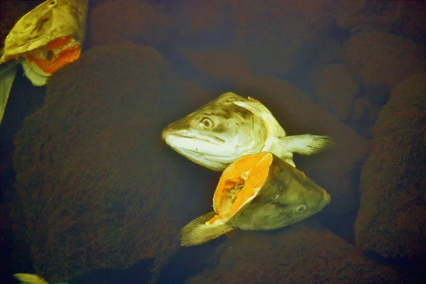 详细的看法 Coho 鲑鱼屠宰后 遗体扔进小溪 — 图库照片