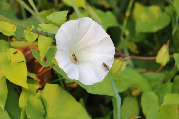 スズメバチ昆虫の挙動の相互作用とは別のハチは白いユリの花 Pollinates ながら順番を待ち — ストック写真