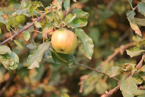 在夏末的一个树枝上的野生蟹苹果成熟的全景 — 图库照片