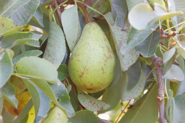 Sluiten Van Gedetailleerde Weergave Van Een Wild Groene Peer Rijpen — Stockfoto