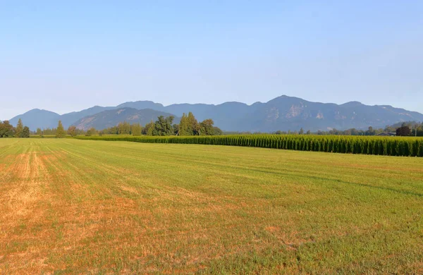 Terrain Agricole Rural Vaste Ouvert Composé Prairies Fraîchement Récoltées Côté — Photo