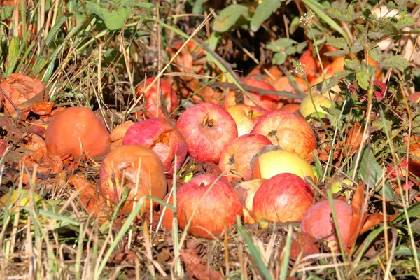 Vista Cerca Una Pila Manzanas Podridas Descartadas Que Yacen Campo — Foto de Stock