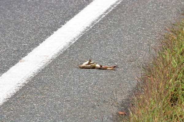 一只青蛙在试图穿过繁华街道后被杀的悲惨结局 — 图库照片