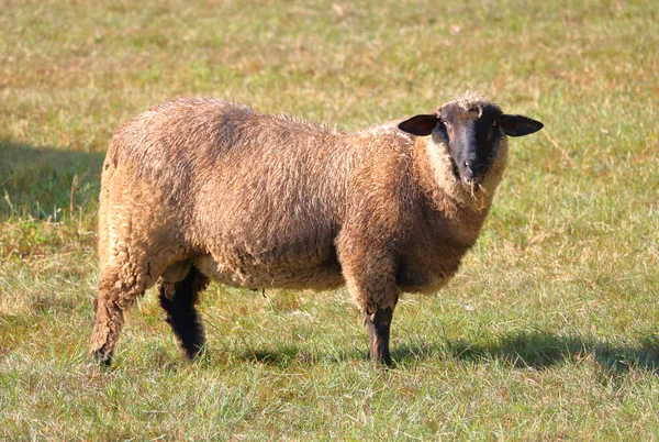 Full Body Profile View Brown Scottish Blackface Sheep Standing Meadow — Stock Photo, Image