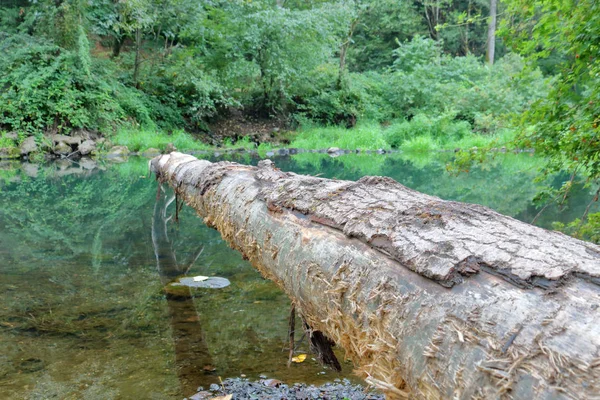 Fallen Tree Crosses Shallow Stream Forest — Stock Photo, Image