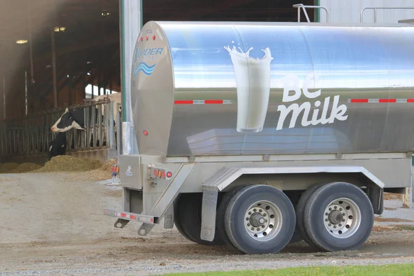 Una Mucca Latte Guarda Come Camion Del Latte Parcheggia Accanto — Foto Stock