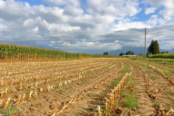 Widok Krajobrazu Wiejskiego Ostatnich Zbiorów Kukurydzy Cukrowej Regionie British Columbia — Zdjęcie stockowe