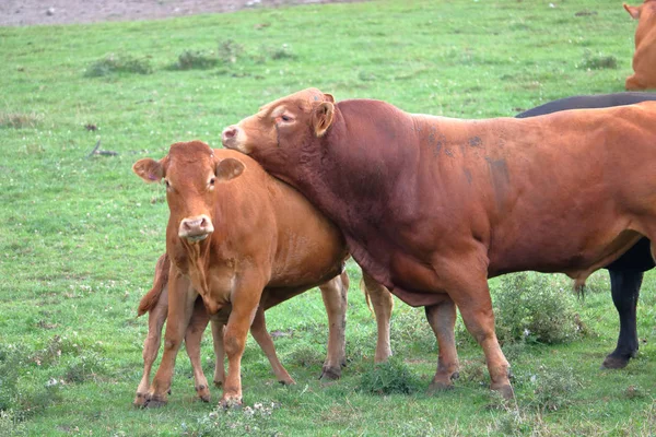 Engelsk Uppfödda South Devon Nötkött Och Mejeriprodukter Bull Uppvakta Hagen — Stockfoto