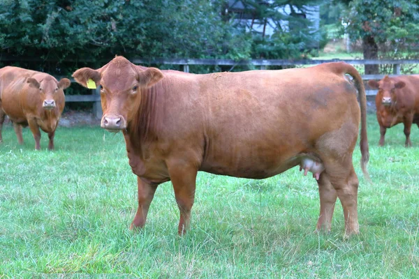 Profiel Bekijken Van Een Engels Gefokt South Devon Rundvlees Melkkoe — Stockfoto