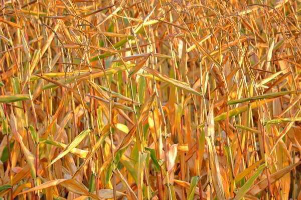 Zamknij Szczegółowy Widok Zapasów Kukurydzy Miesiącach Jesiennych Letniej Suszy — Zdjęcie stockowe
