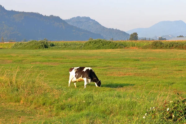 Gür Yeşil Mera Bir Vadide Bir Siyah Beyaz Hereford Süt — Stok fotoğraf