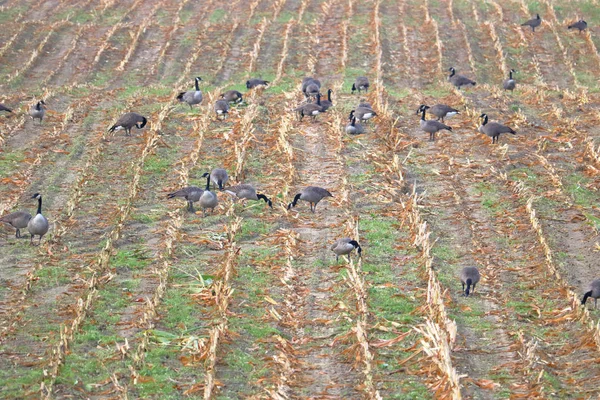 Wide View Flock Migrating Canada Geese Grazing Harvested Corn Field — Stock Photo, Image