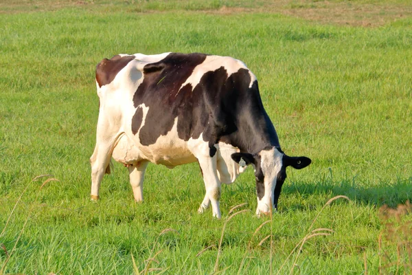 Visão Completa Perfil Uma Vaca Leiteira Hereford Preta Branca Pastando — Fotografia de Stock