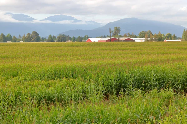 緑豊かな 広大な農業景観と収穫からトウモロコシ畑週間 — ストック写真