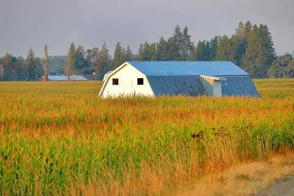 在一个白色的农场建筑附近的一英亩干燥或死的甜玉米的中等看法在长期 破坏性的干旱情况以后的夏天季节 — 图库照片